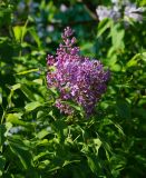 Syringa vulgaris