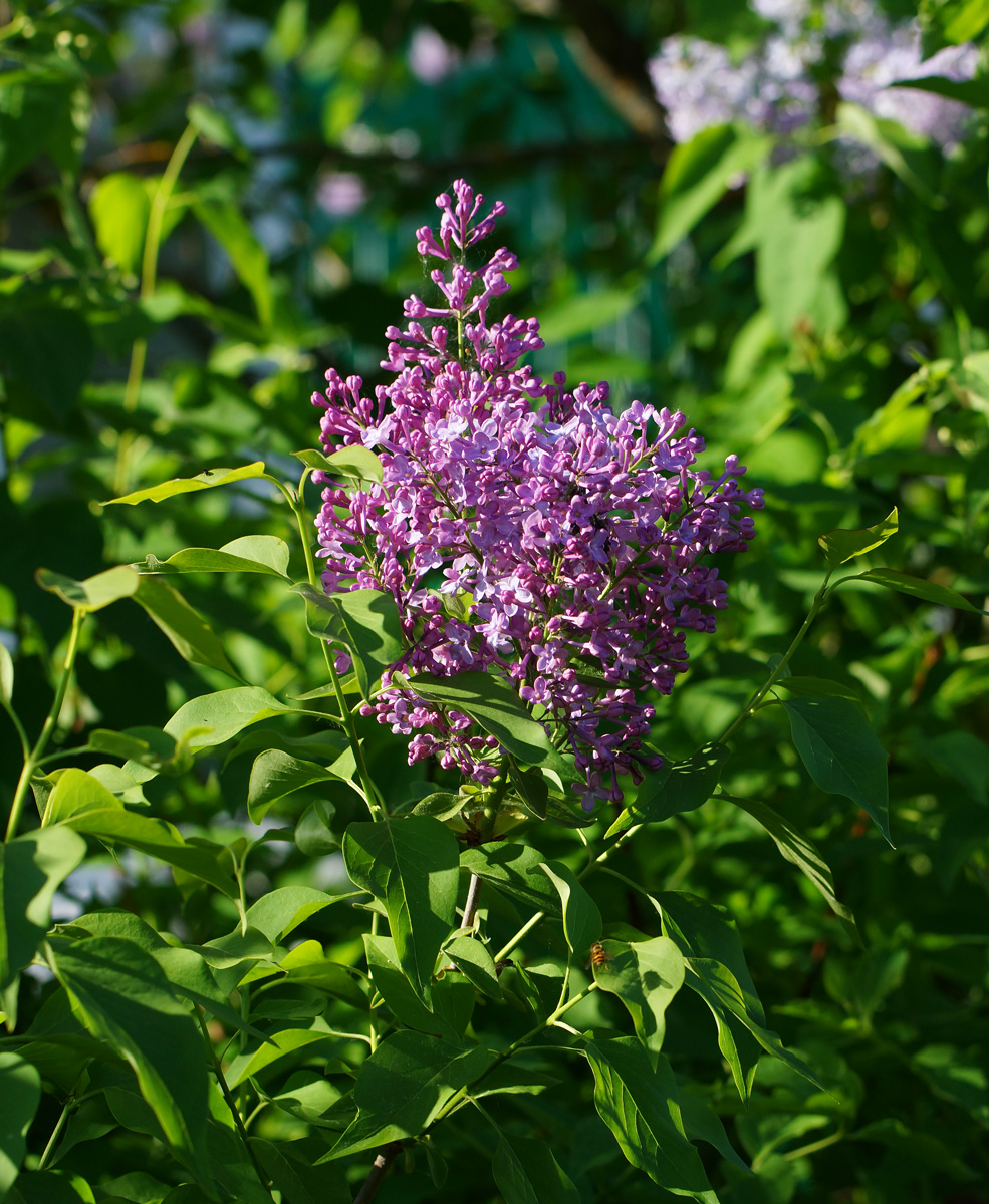 Image of Syringa vulgaris specimen.