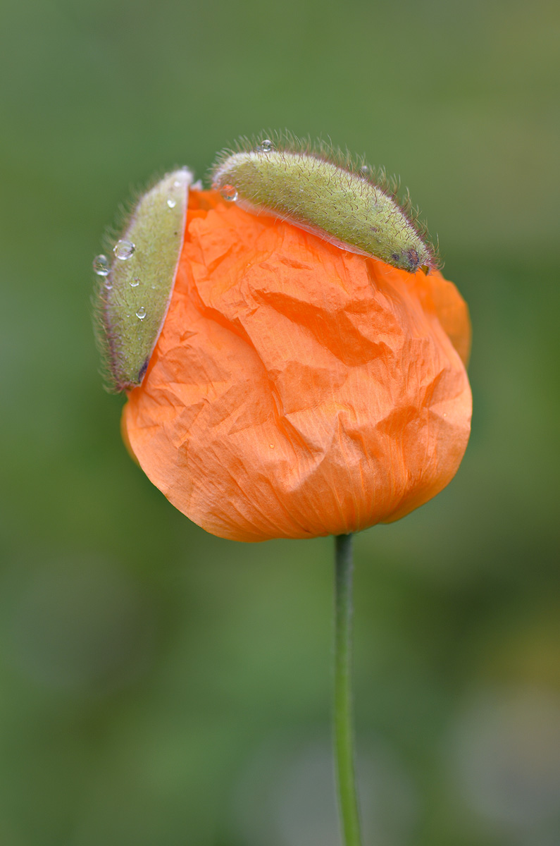 Изображение особи Papaver oreophilum.