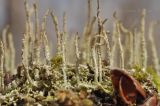 род Cladonia