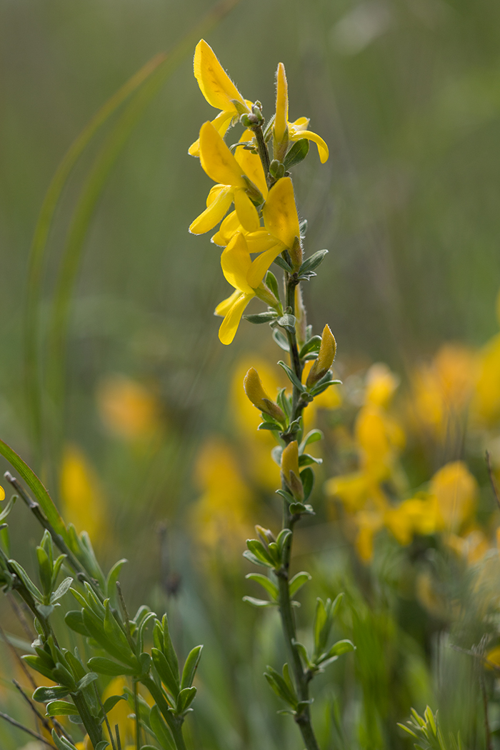 Изображение особи Genista scythica.