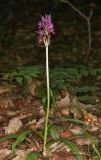 Dactylorhiza romana ssp. georgica