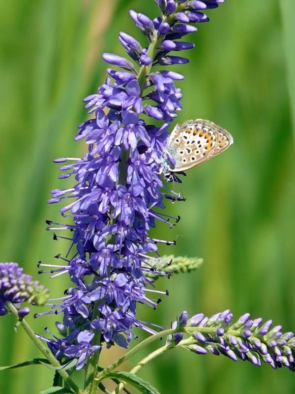 Image of Veronica longifolia specimen.