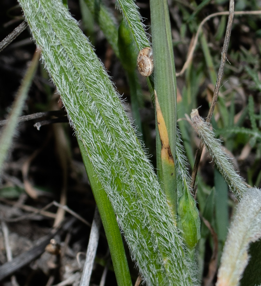 Image of Allium trifoliatum specimen.