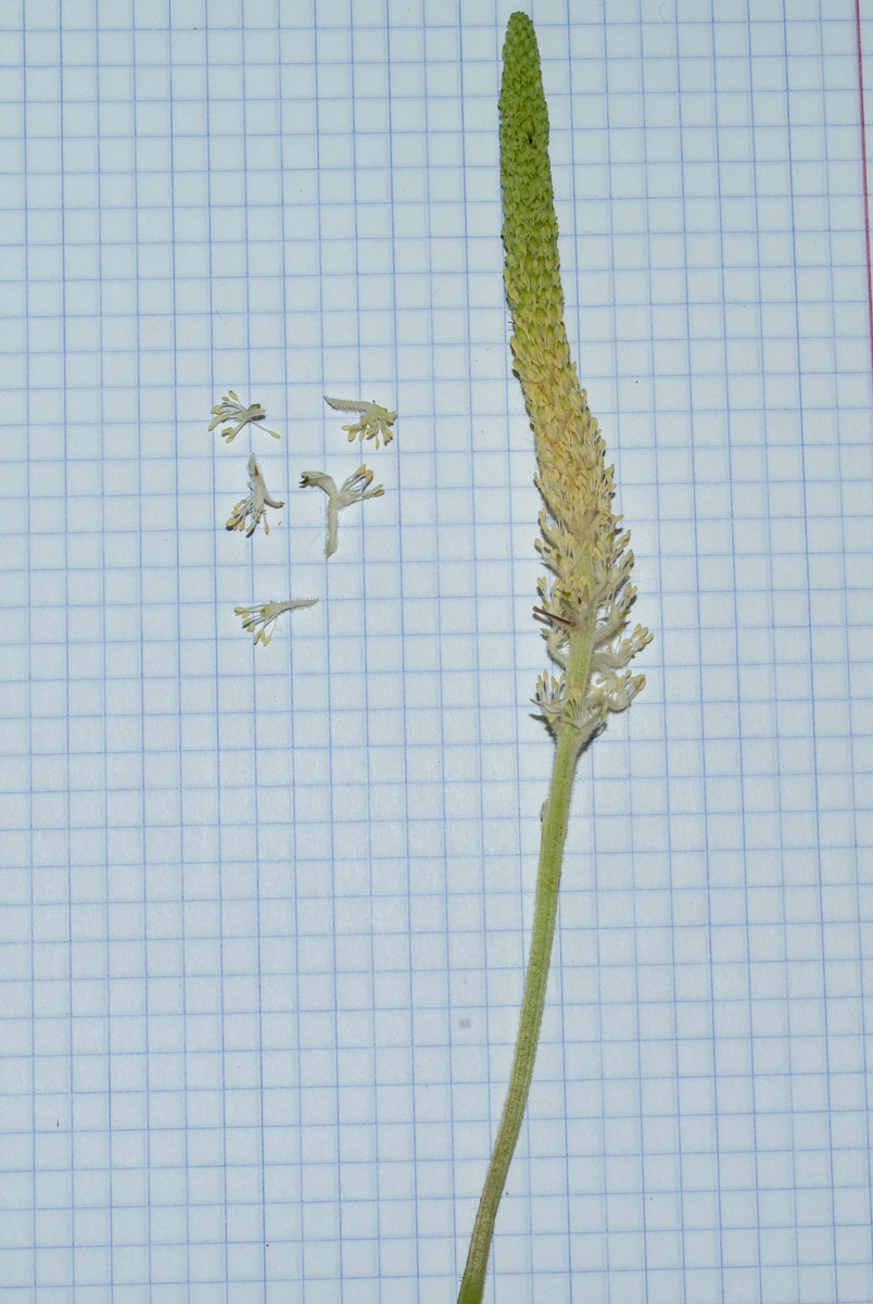 Image of Saururus cernuus specimen.
