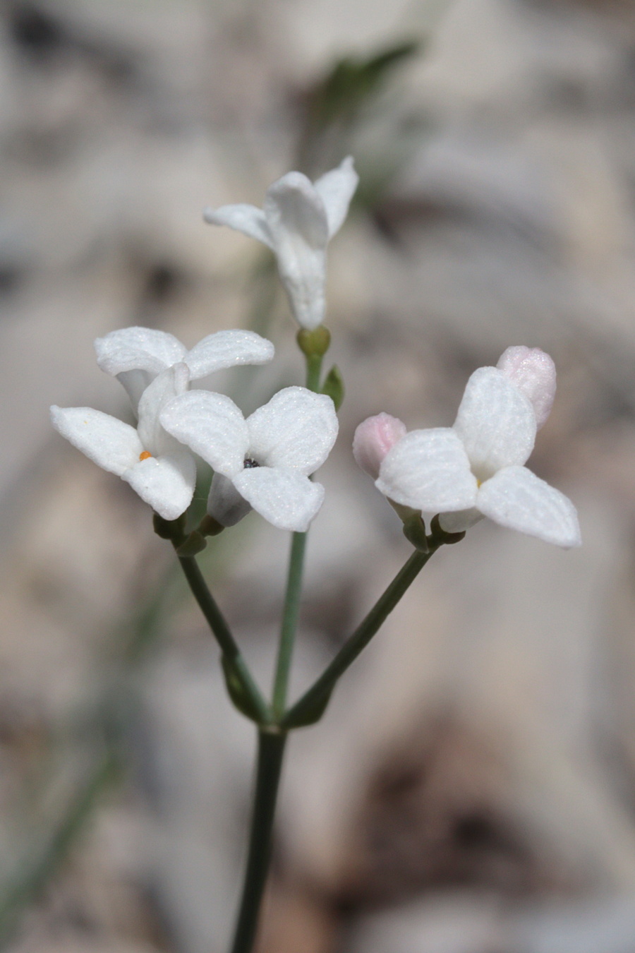 Image of Galium triandrum specimen.