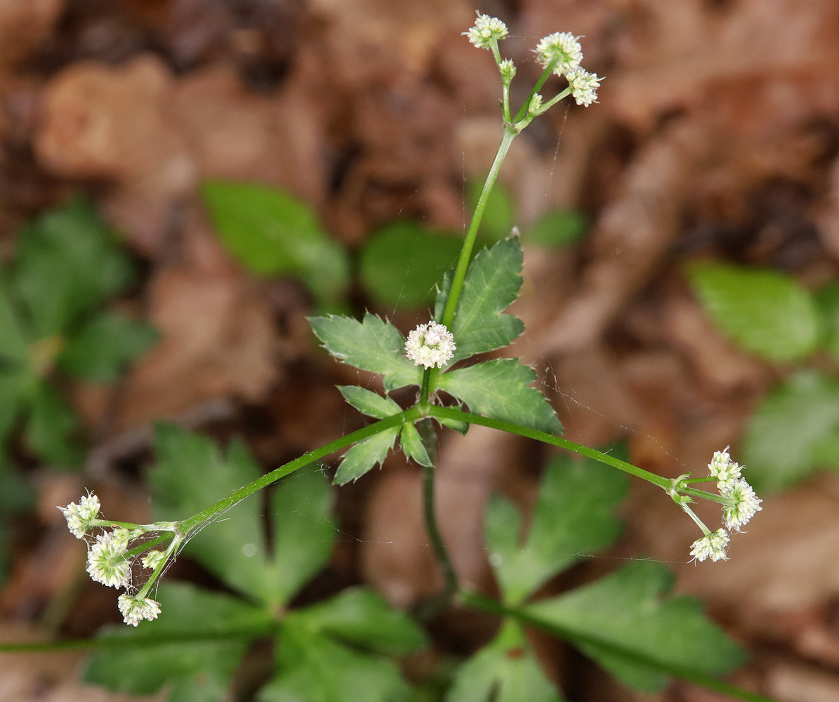 Image of Sanicula europaea specimen.