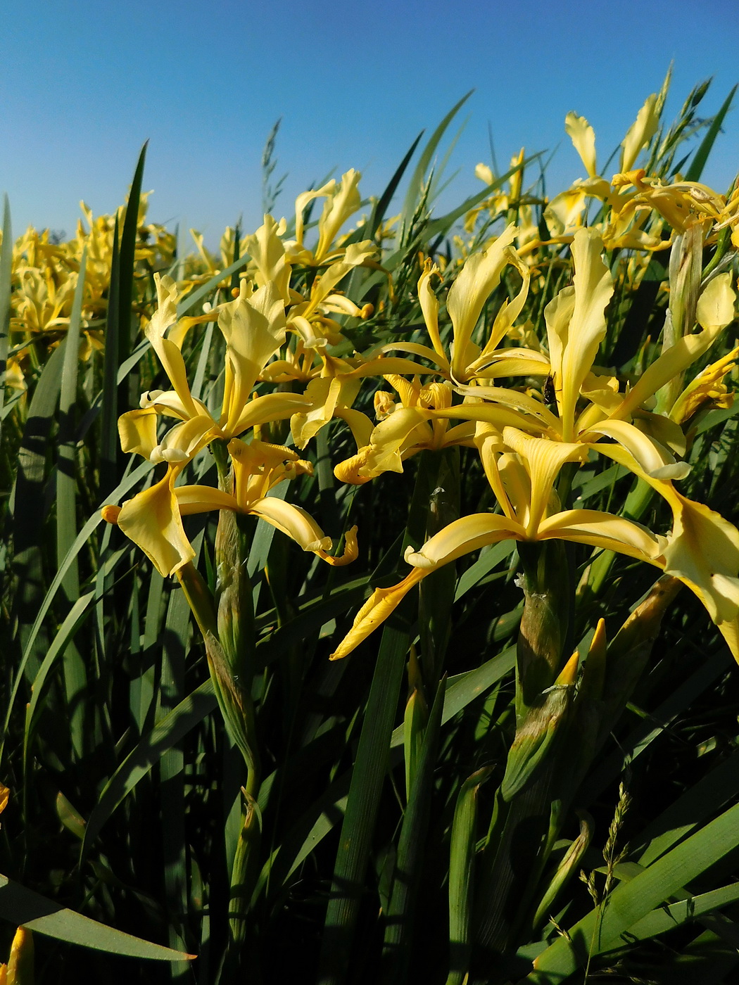 Image of Iris halophila specimen.