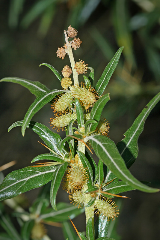 Изображение особи Xanthium spinosum.