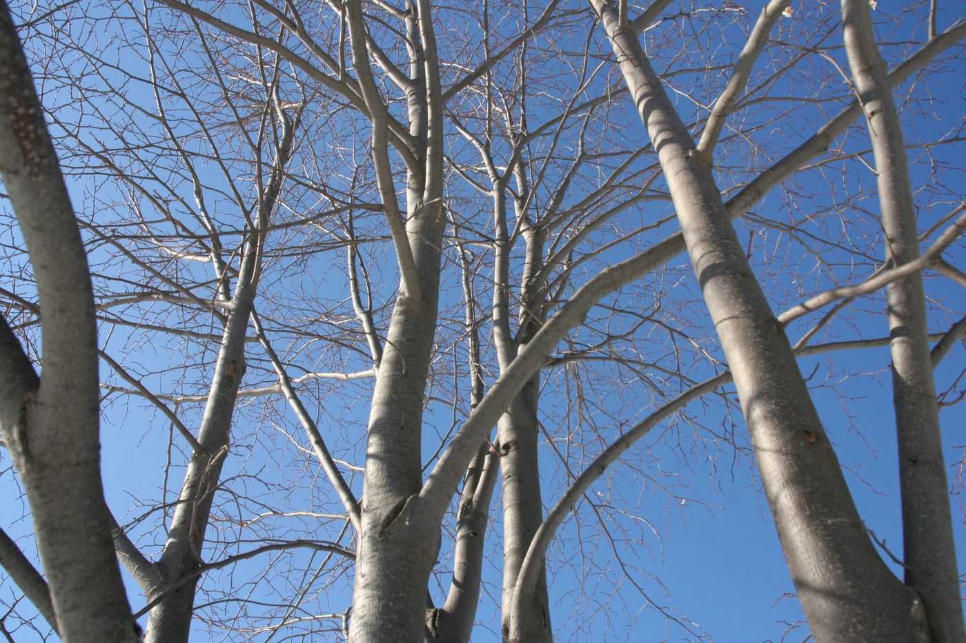 Image of Tilia taquetii specimen.