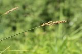 Carex appropinquata