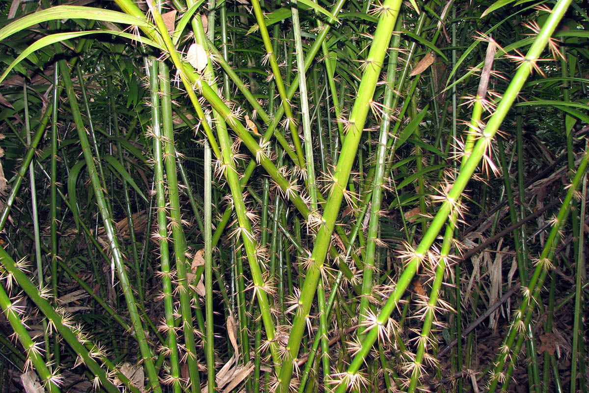 Image of familia Arecaceae specimen.