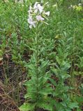 Saponaria officinalis