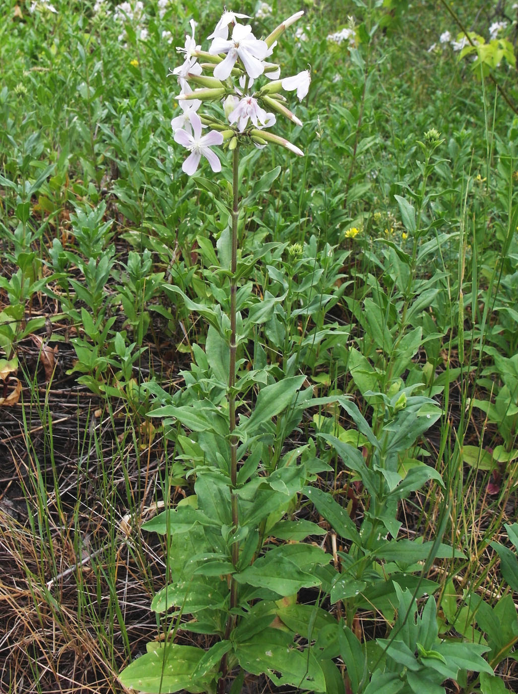 Изображение особи Saponaria officinalis.