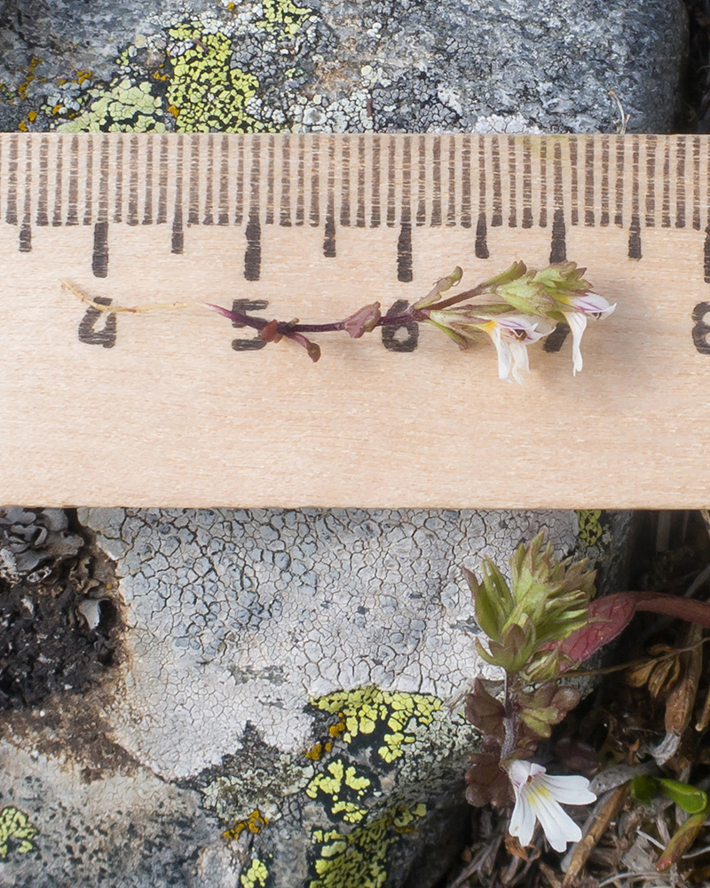 Image of Euphrasia ossica specimen.