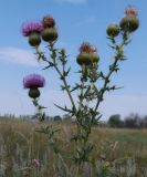 Cirsium serrulatum. Верхушка цветущего растения. Воронежская обл., Бобровский р-н, с. Тройня, разнотравный луг. 14.08.2022.