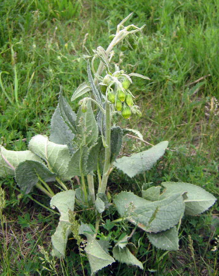 Изображение особи Ligularia narynensis.