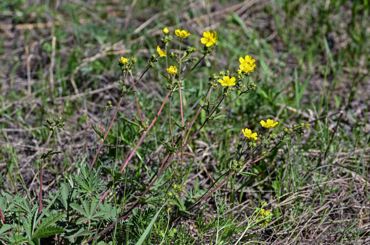 Изображение особи род Potentilla.