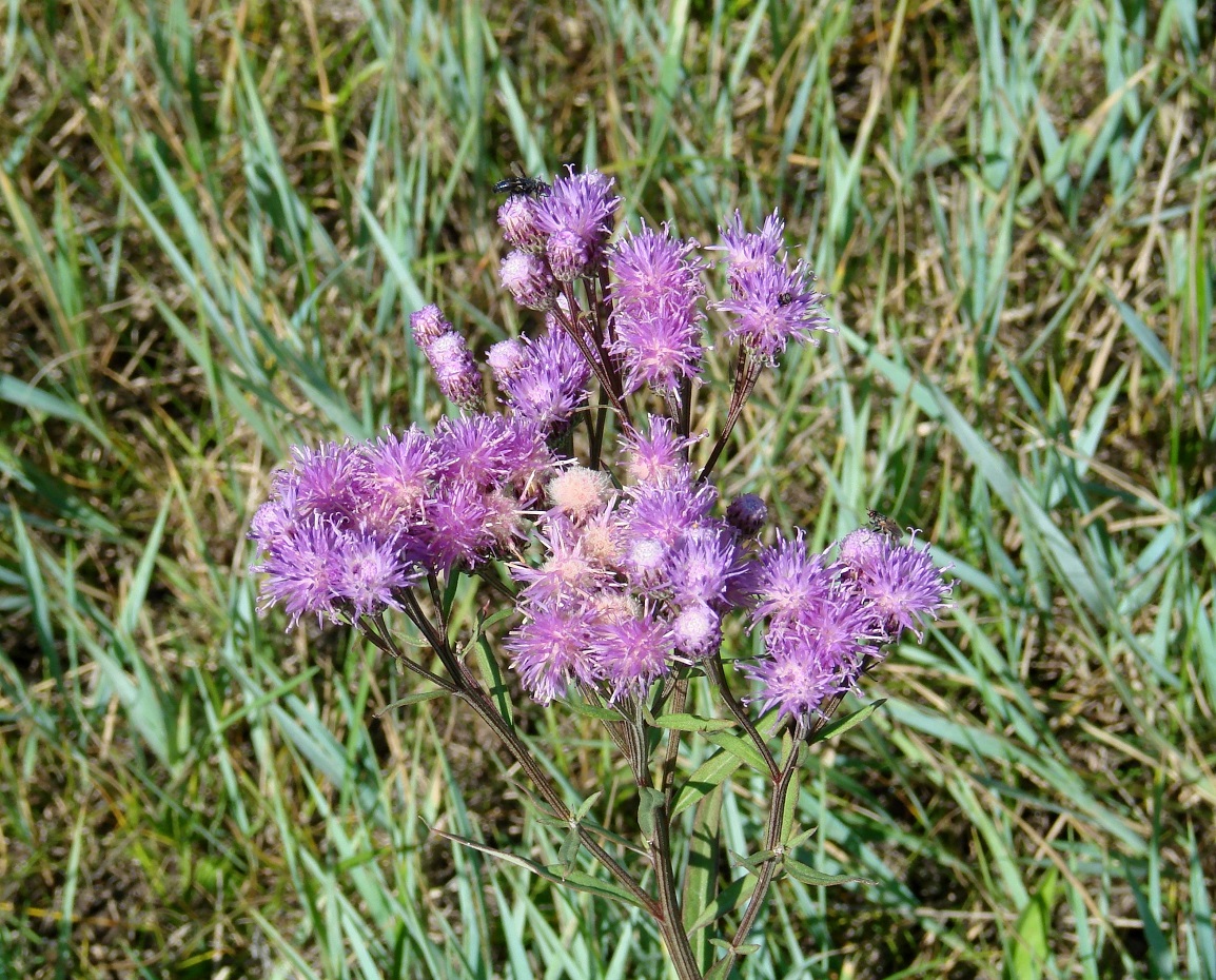 Изображение особи Saussurea amara.