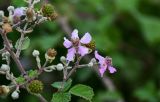 Rubus sanctus