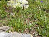 Anthoxanthum alpinum. Зацветающее растение. Карачаево-Черкесия, Урупский р-н, Кавказский биосферный заповедник, Имеретинские озёра, у оз. Ривьера, ≈ 2650 м н.у.м., альпийский луг. 27.07.2022.