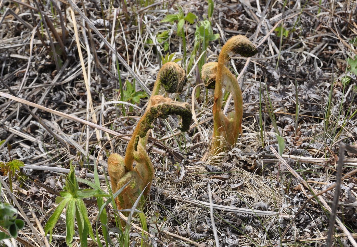 Image of Osmundastrum asiaticum specimen.