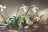 Galanthus alpinus