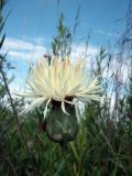 Rhaponticoides ruthenica. Соцветие. Казахстан, Заилийский Алатау, Аксайское ущелье, 1800 м н.у.м. 07.07.2010.