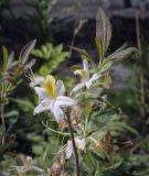 Rhododendron occidentale. Верхушка цветущей веточки. Пермский край, г. Пермь, Кировский р-н, клумба у жилого дома. 02.07.2022.