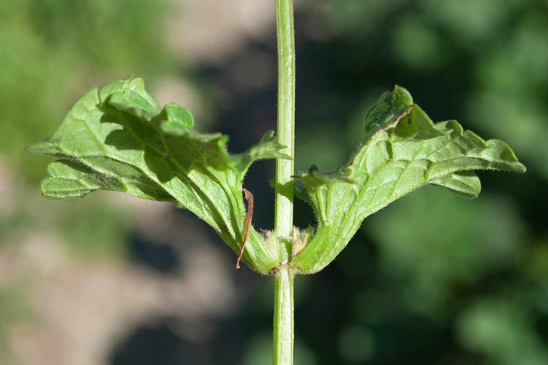 Image of Lamium amplexicaule specimen.