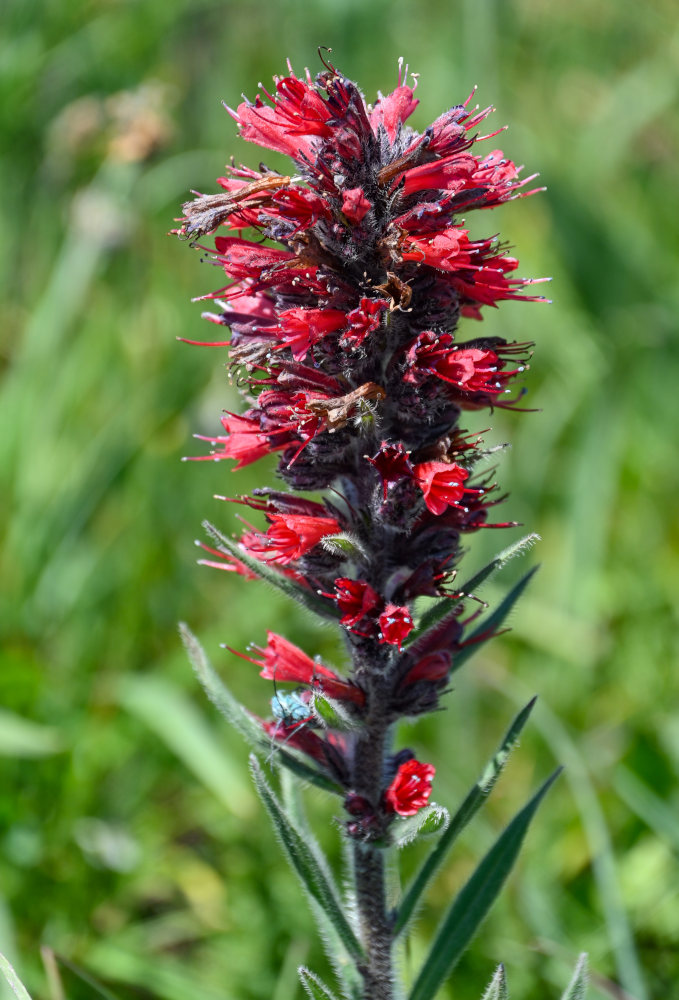 Image of Echium russicum specimen.