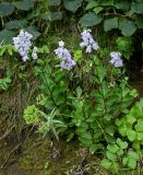 Adenophora triphylla. Цветущие растения в сообществе с Ligusticum scoticum и Alnus. Курильские о-ва, о-в Кунашир, берег оз. Лагунное, окраина зарослей кустарников. 18.08.2022.