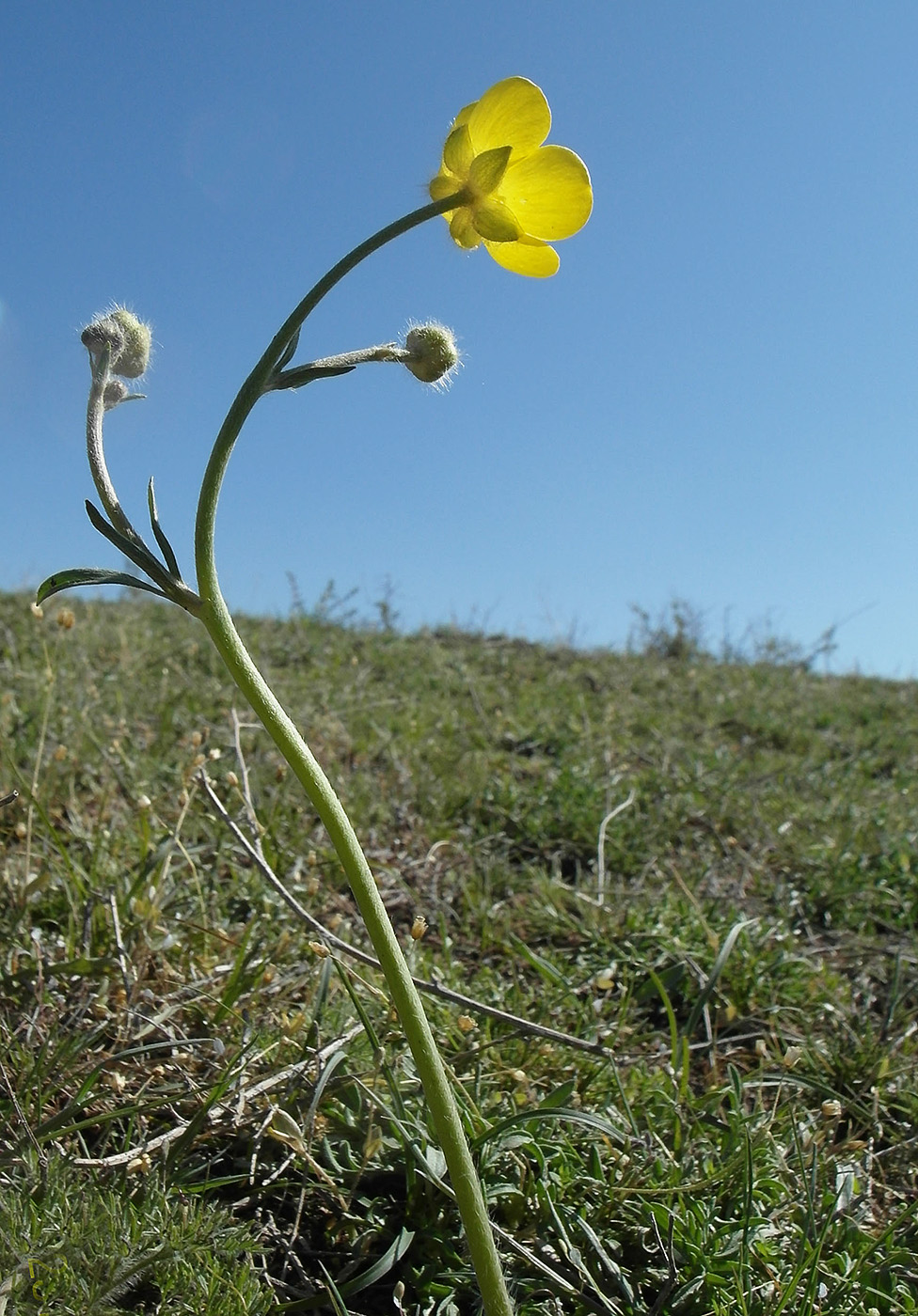 Изображение особи Ranunculus regelianus.