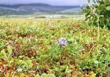 Oxytropis sordida. Цветущее растение. Полярный Урал, долина р. Большой Ханмей. Август.