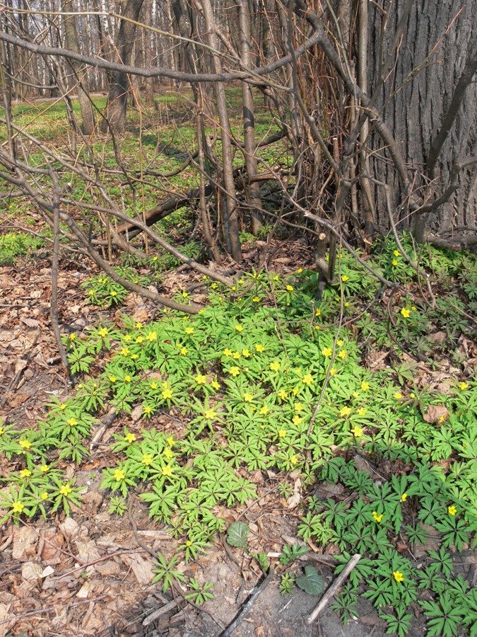 Изображение особи Anemone ranunculoides.