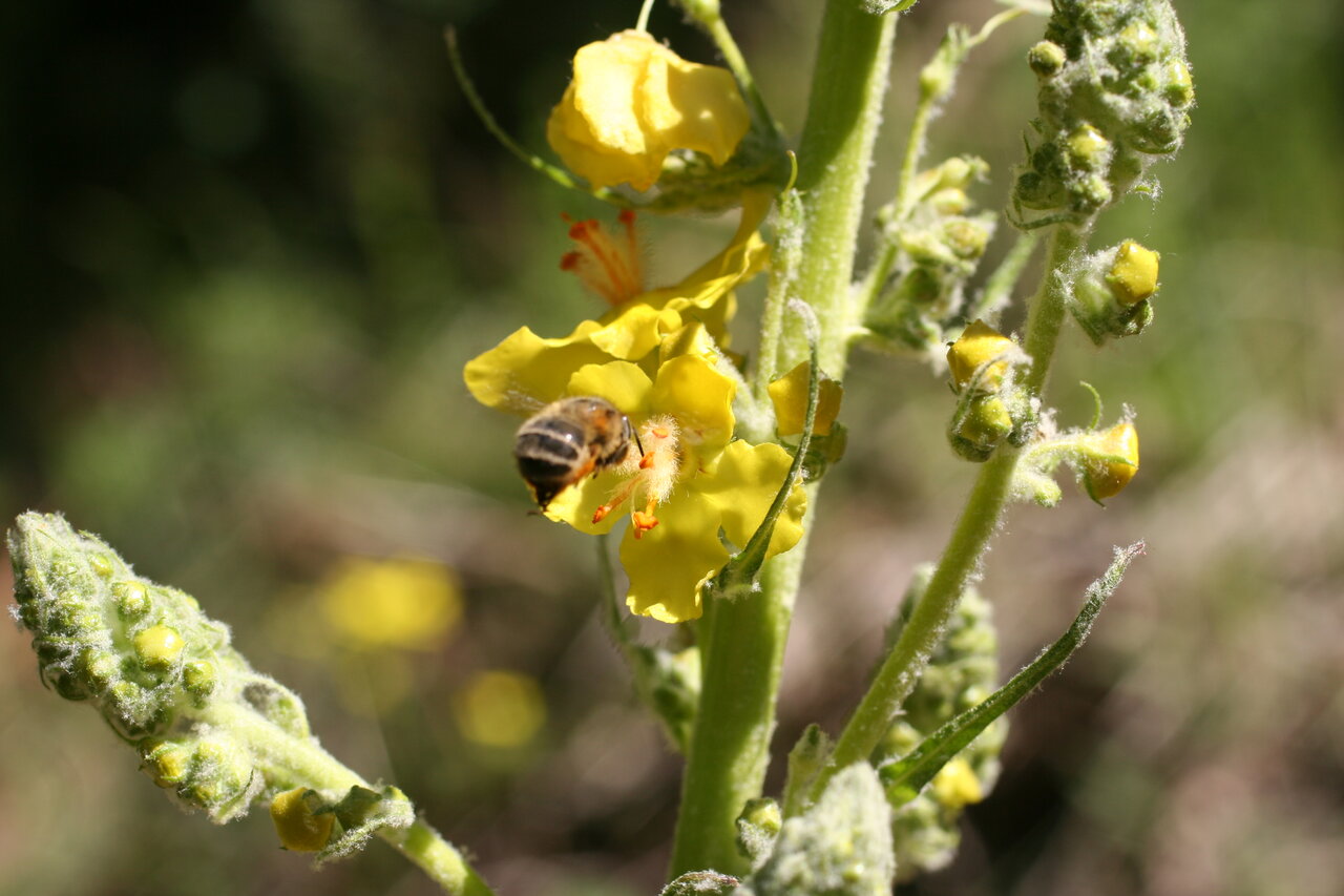 Image of Verbascum jankaeanum specimen.