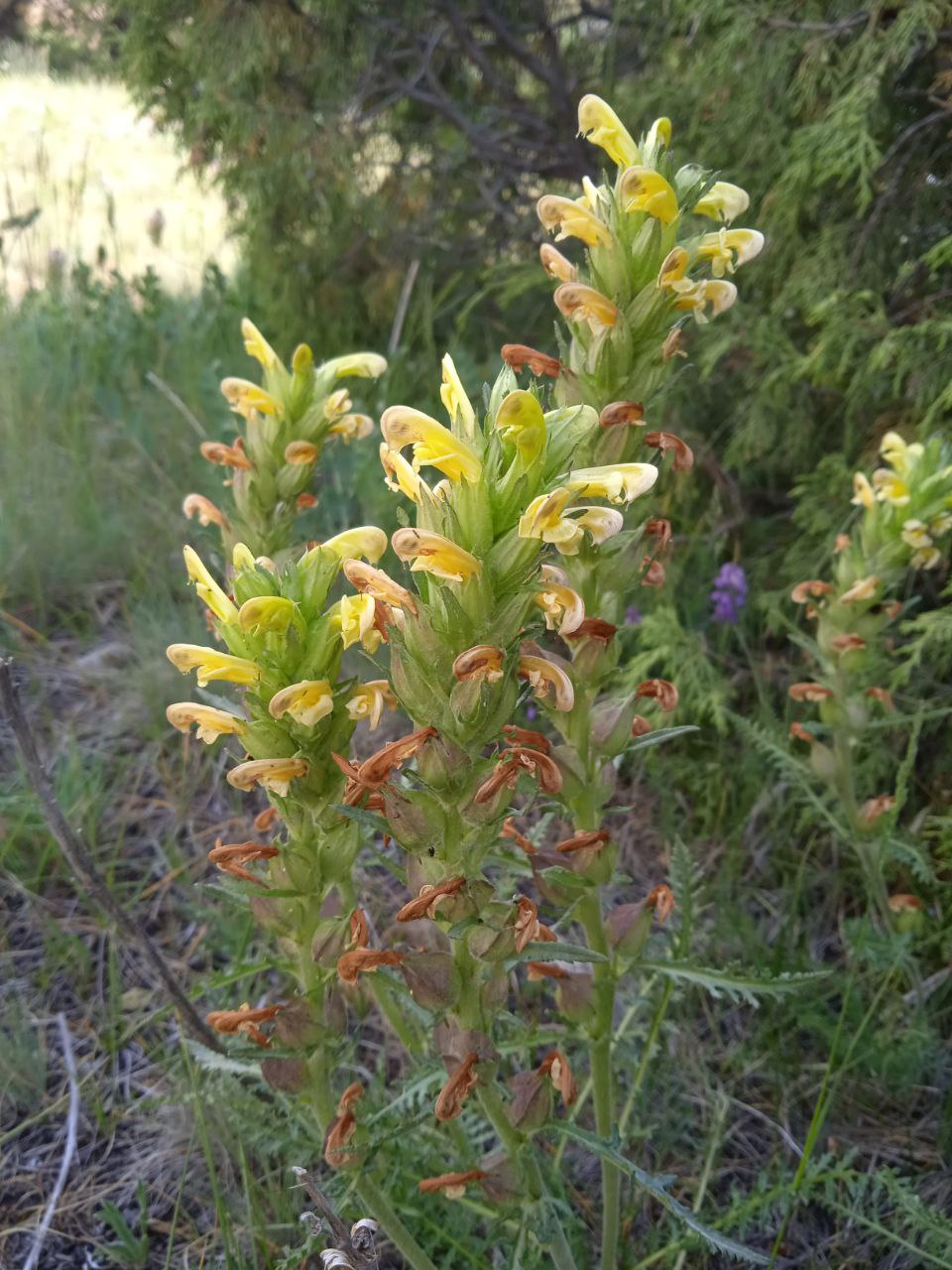 Изображение особи Pedicularis krylowii.