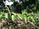 Passiflora maliformis