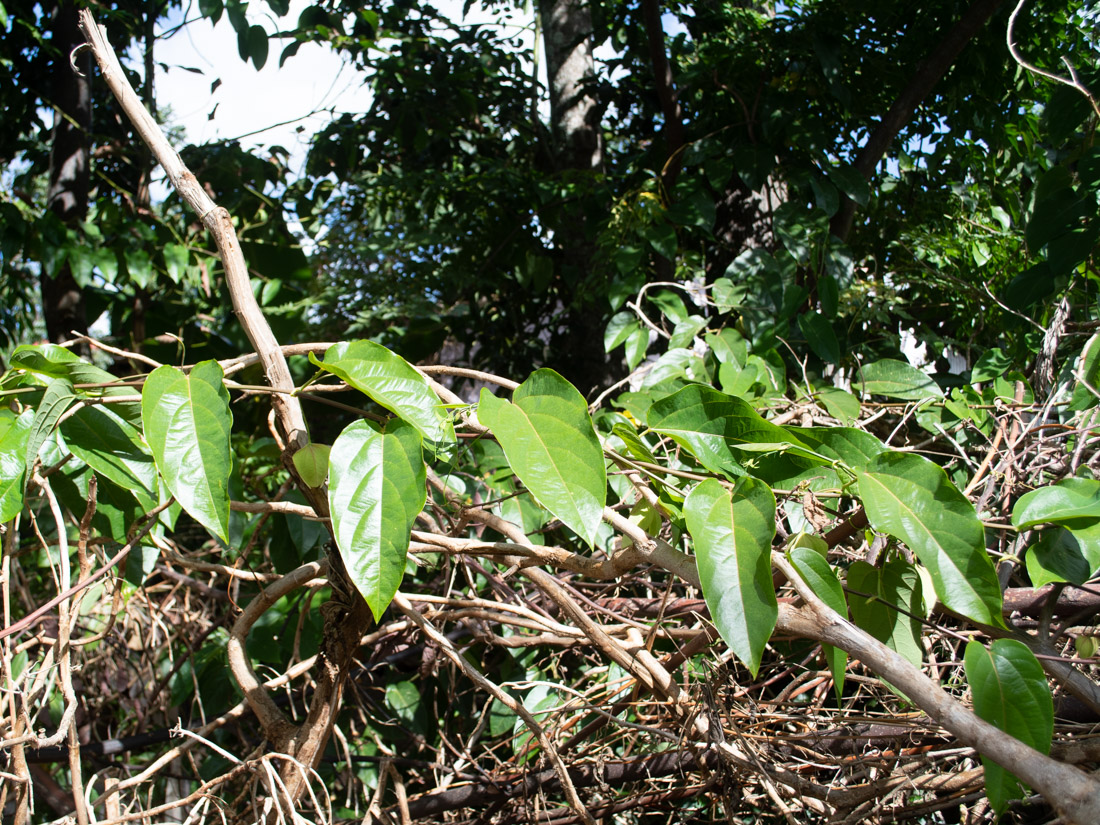 Изображение особи Passiflora maliformis.