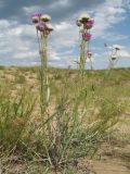 Jurinea xerophytica. Цветущее и плодоносящее растение. Казахстан, Восточно-Казахстанская обл., Самарский р-н, окр. Казнаковской переправы; Зайсанская котловина, Кулуджунские пески. 22 июня 2023 г.