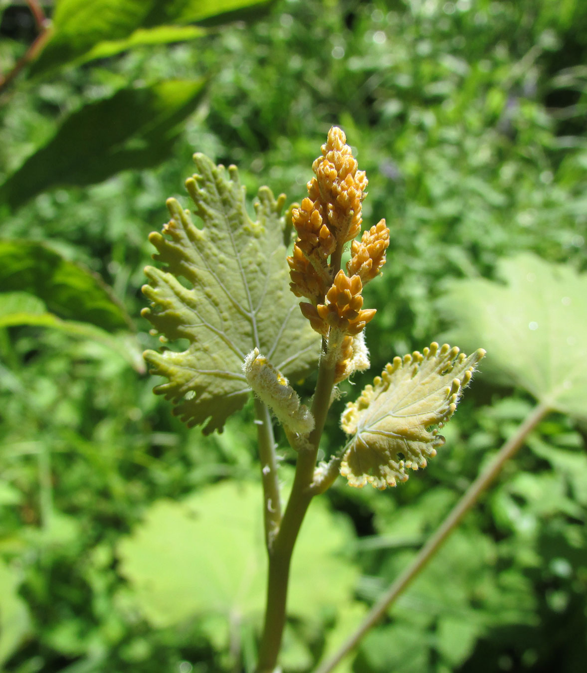 Image of Macleaya cordata specimen.