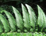 Dryopteris cycadina. Часть вайи (адаксиальная сторона). Московская обл., Щёлковский р-н, в культуре. 01.09.2023.