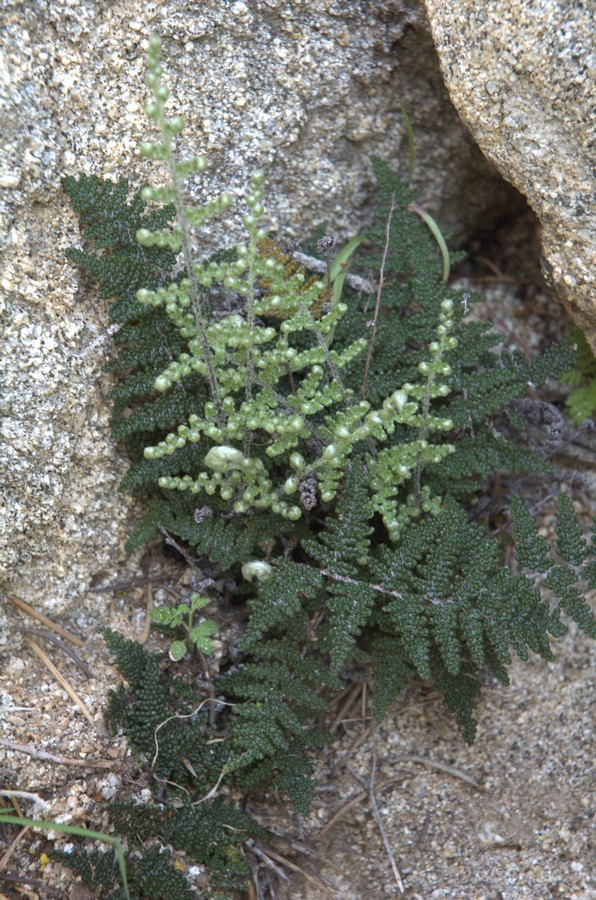 Изображение особи Cheilanthes covillei.