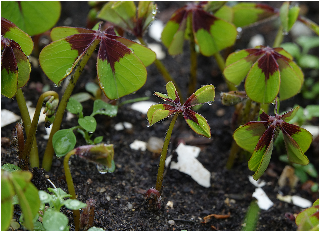 Изображение особи Oxalis tetraphylla.
