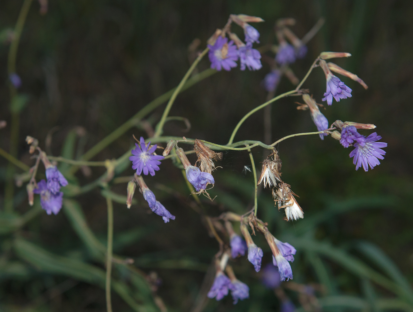 Изображение особи Lactuca tatarica.