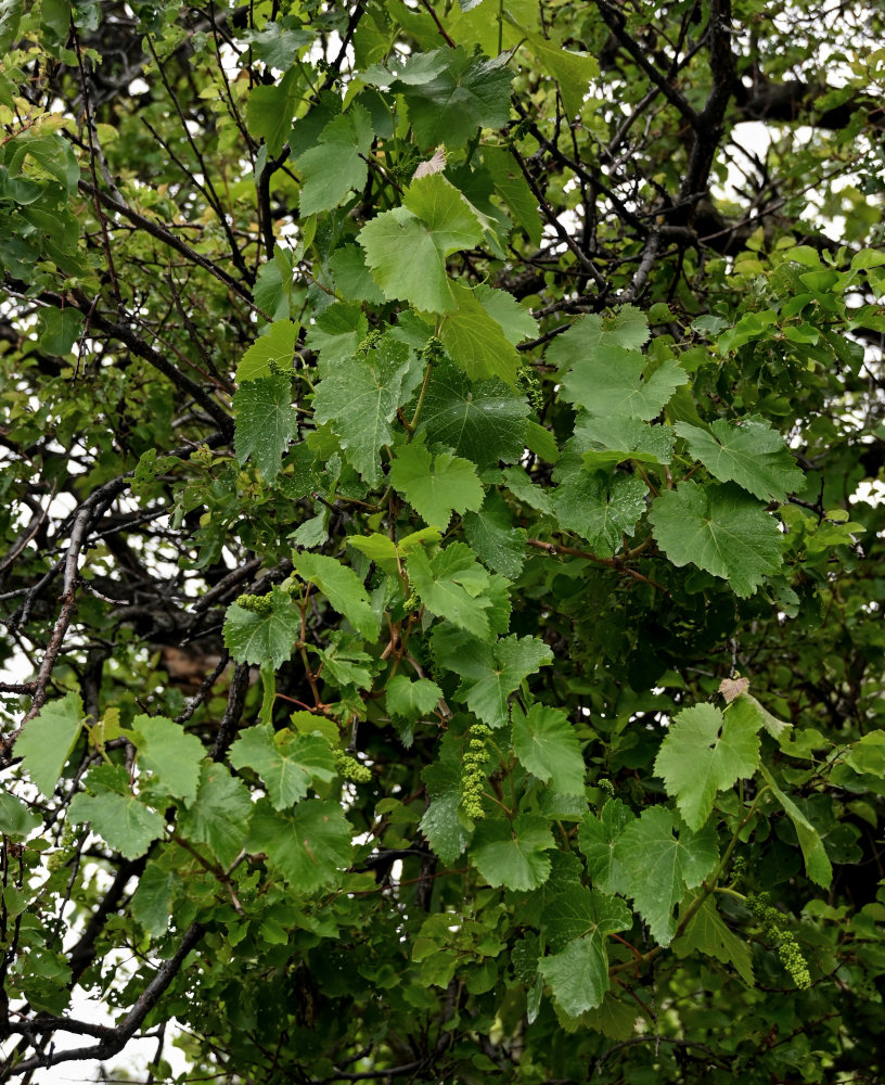 Image of Vitis vinifera specimen.