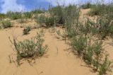 Artemisia tschernieviana