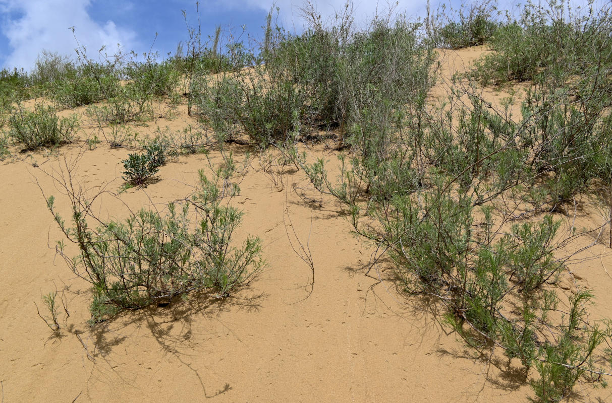 Image of Artemisia tschernieviana specimen.