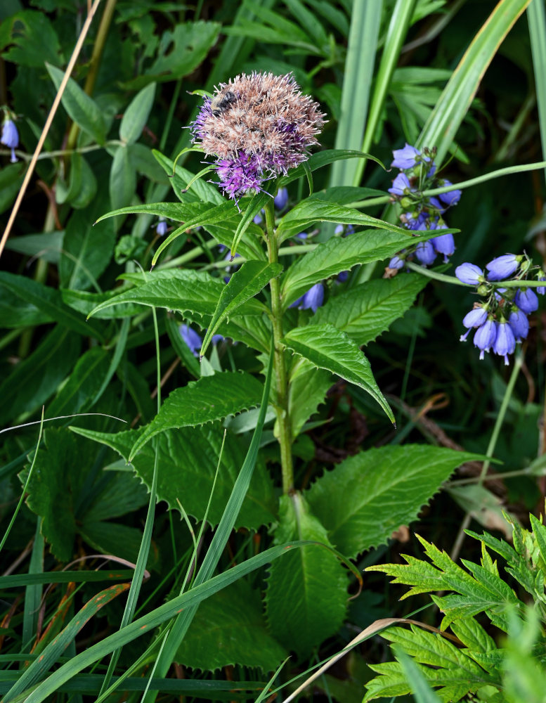 Image of Saussurea sachalinensis specimen.