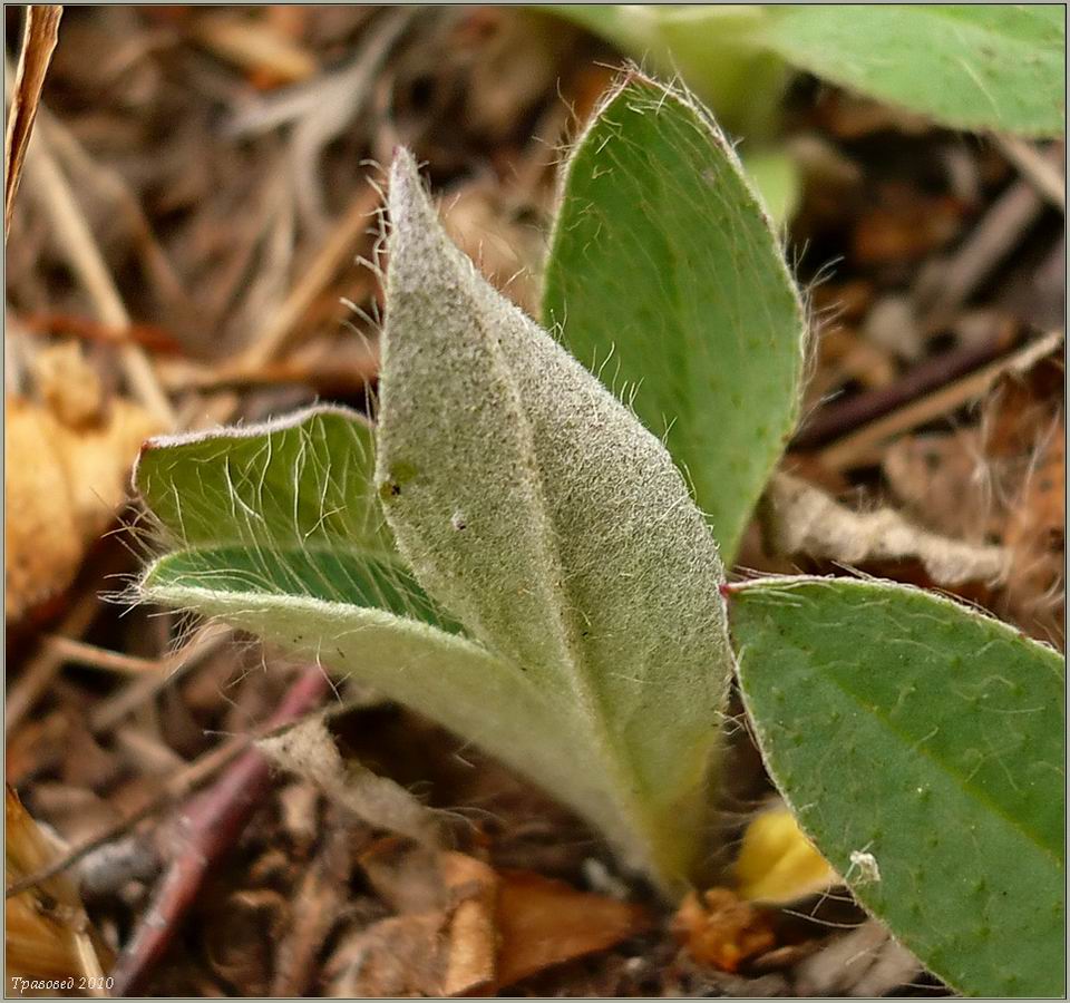 Изображение особи Pilosella officinarum.